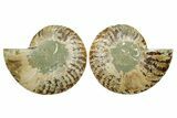 Cut & Polished Ammonite Fossil - Madagascar #364772-1